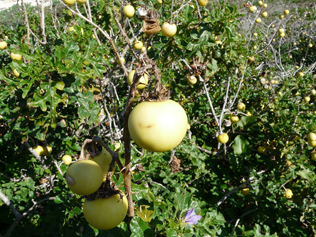 Solanum linnaeanum (=Solanum sodomaeum) / Pomo di Sodoma